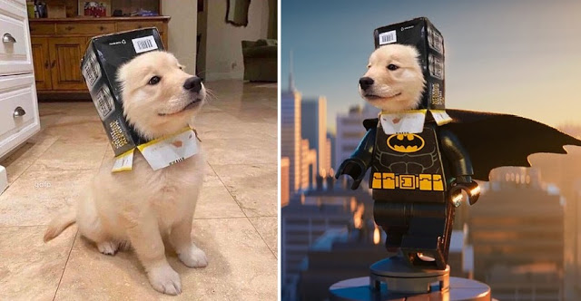 Perrito usando una caja como casco inspira una epica batalla de photoshop