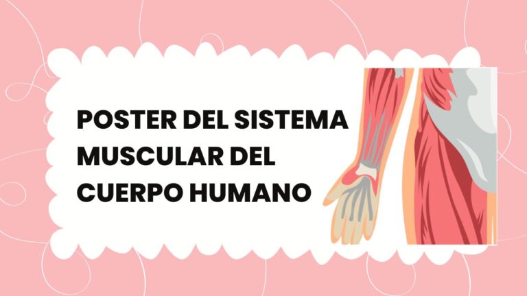 Poster del Sistema Muscular del Cuerpo Humano PDF